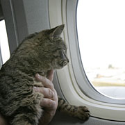 First-class feline: Emily, a stowaway cat, scored a $6,000 business-class flight home on Continental.